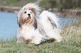LHASSA APSO 075